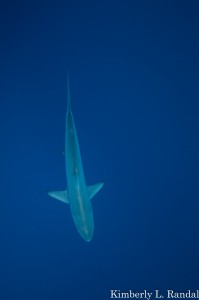 Black-tipped Oceanic Shark