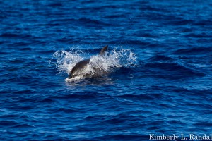 Bottlenose Dolphin