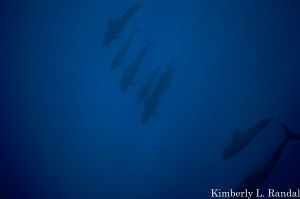 Short-finned Pilot Whales