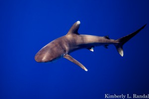 White-tipped Oceanic Shark 201310041158-IMG_1988
