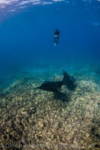 Photo taken by Deron Verbeck of WHOA (www.wild-hawaii.com). They're a group with whom I always go out when I'm in Kona. If you want to see wildlife and get out on the water with very knowledgeable folks - this is the company to pick!