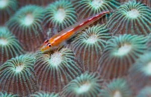 Main_Resources_Goby_Thumbnail